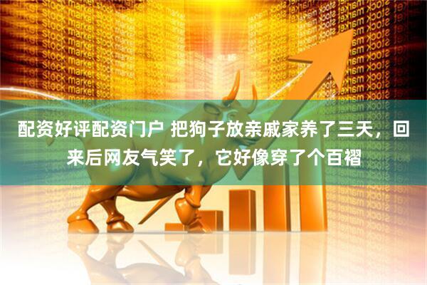 配资好评配资门户 把狗子放亲戚家养了三天，回来后网友气笑了，它好像穿了个百褶